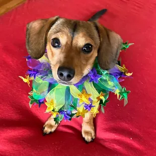 Mardi Gras ready!!! (And only $5-6!)