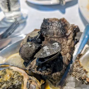 Mutant Oyster