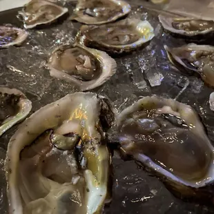 Dozen oysters - fresh and delicious. Mostly shell free when shucked