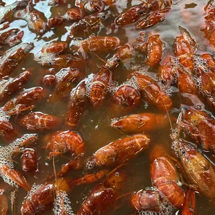 a large number of crawfishs