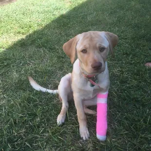 My Daisy's broken toe