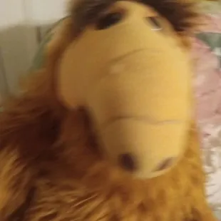 Alf doll perfect condition needing sale collectable