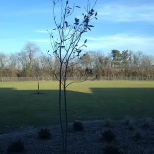 Green space behind the building