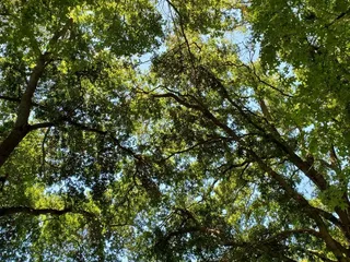 Marriott Park