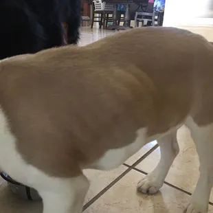 My poor puppy, lots of weight loss, ribs showing.  No one at the care complex called.