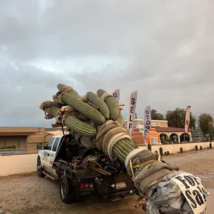 Specimen Saguaros for sale, we also buy and relocate them. Give us a call 520-809-1293