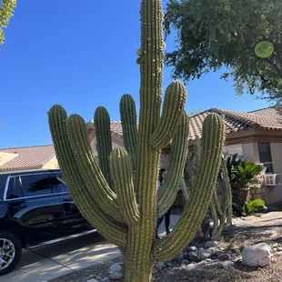 One of the nicest Sagauros you will ever see!