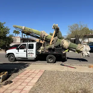 Cactus being transported