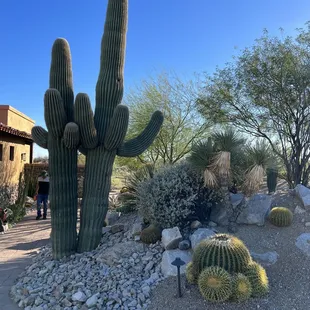 Cactus take way too long to grow. No one wants to wait. Many mature plants available