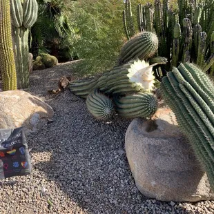 Fallen Cardon grande cactus