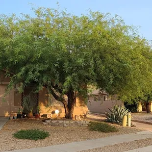 Before I did their landscape design