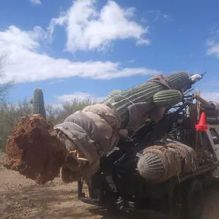 Native Saguaro Cactus, Ready For Its New Home.
