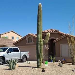 After I was finish with their landscape designs  call me to (520)288-3867 for a free estimate.