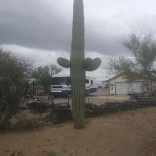 Just Harvest &amp; Planted this amazing 16ft Arm Plant  Native Saguaro with a total of 3 arms. Very healthy saguaro about 150 years old.