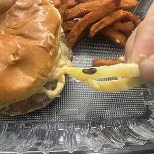 Big maggot/bug on Tucson Burger