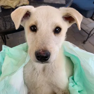 Milo is fighting Parvo with our help.