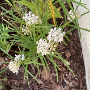 Arizona Milkweed