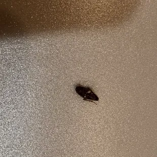 A literal cockroach in my house salad