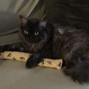 Luna loves everyone at Spanish Trail Pet Clinic!