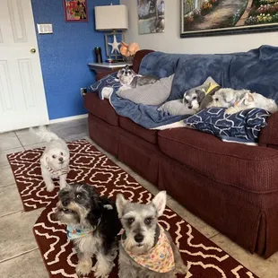 My babies that visit Spanish Trail Pet Clinic!