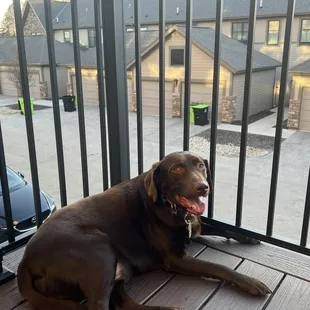 a dog sitting on a deck