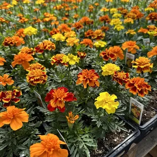 Marigolds