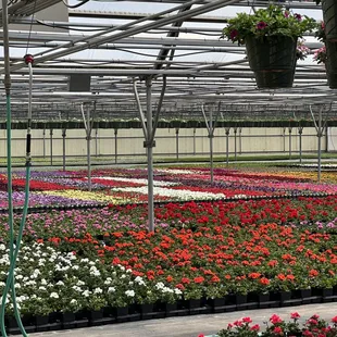 Greenhouse filled with bedding plants