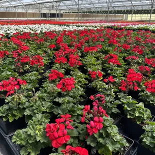 Geraniums