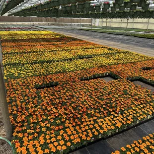 Marigolds
