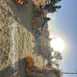 Pumpkin patch