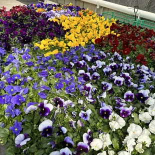 Pansies