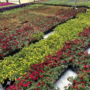 Calibrachoa&apos;s