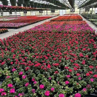 Geraniums