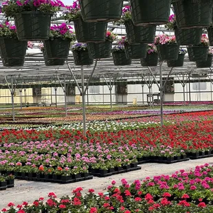 Garden Center 
Geraniums, petunias, marigolds and a assortment of other plants.