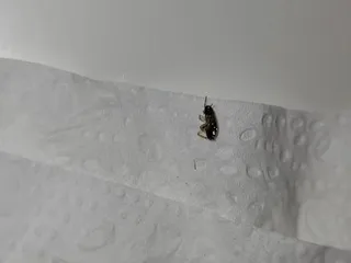 Holiday Oakdale Motel