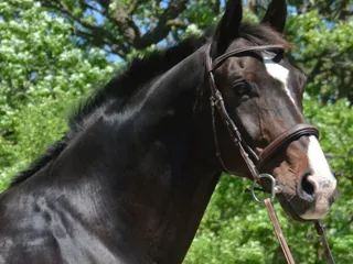 Windfall Equestrian Center