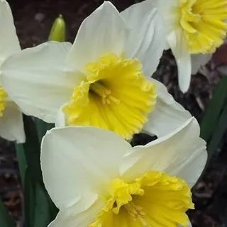 Cynthia S.