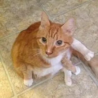 Dan L.