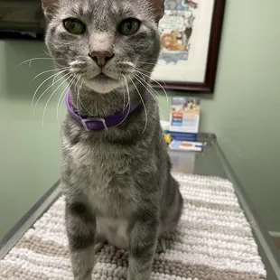 Emilio, the house cat.