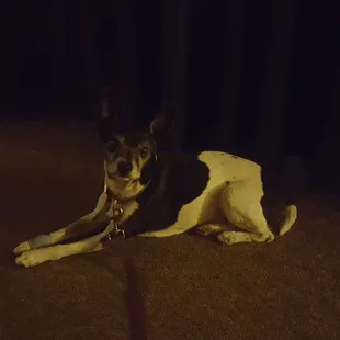 Diogie waited patiently in my massage clinic. He's doing great!