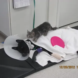 I'm just gonna say hi