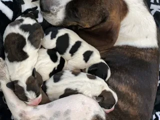 Benarda Veterinary Hospital