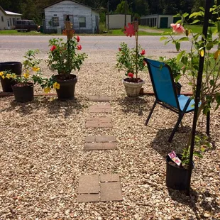 a lawn with chairs and flowers