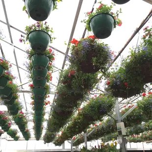 hanging baskets of flowers