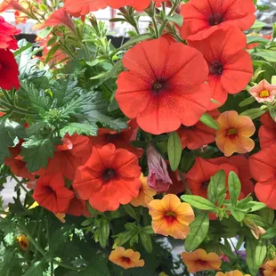 a variety of flowers