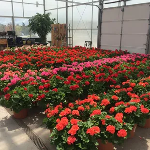 a variety of flowers