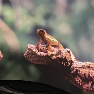 A big, colorful creature