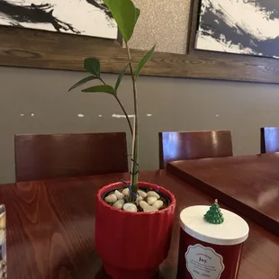 Cute elegant plant  Embodies good luck. I loved the ambiance and the interior design including the music in the baño.
