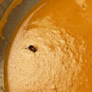 Cockroach in my butter chicken. Place is filthier than I thought.