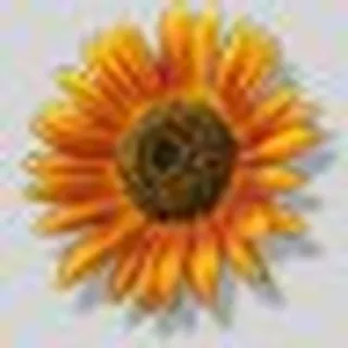 Dawn M.